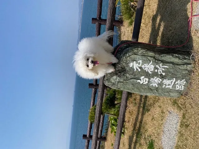 わんことおでかけスポット