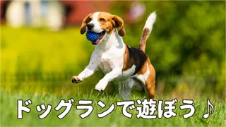 ドッグランで遊ぼう♪
