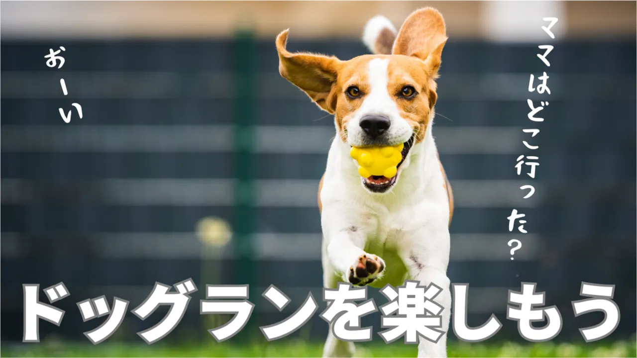 ドッグランを楽しもう♪