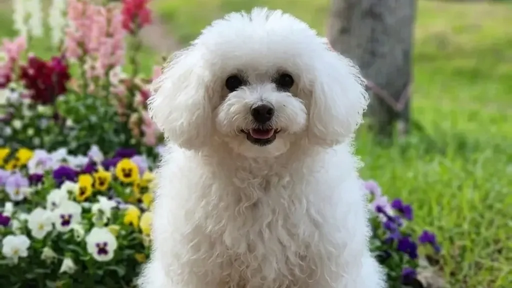 【初めての犬の飼い方】失敗しない名付けのコツ！我が家の愛犬「ララ」の由来と4つの注意点