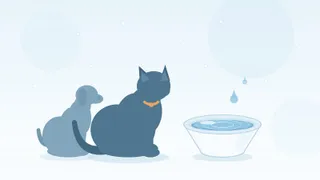 【冬の「かくれ脱水」】水を飲まない愛犬・愛猫に増える尿トラブルと、飲水量を自然に増やす5つの工夫