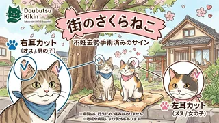 耳のカットに隠された秘密や、過酷な外で暮らす猫をなくすために私たちができること
