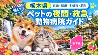 【栃木県】ペットの夜間・救急動物病院ガイド｜もしものときに備えて